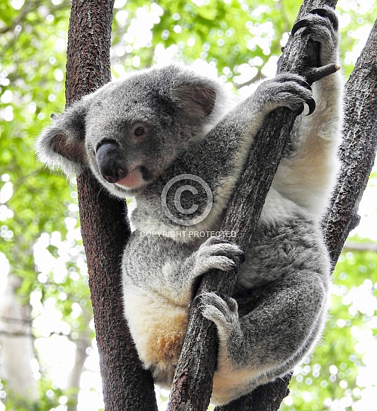 Koala