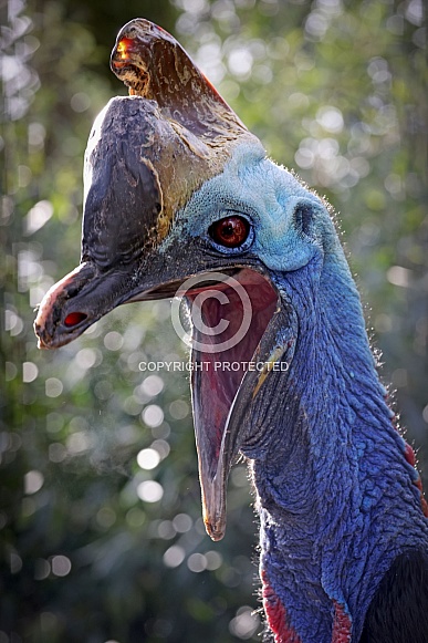 Southern cassowary (Casuarius casuarius), also known as double-wattled cassowary
