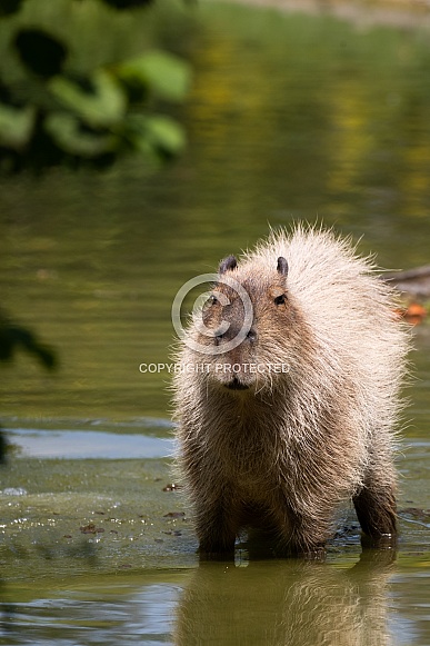 capybara standing in the water capybara standing in the water