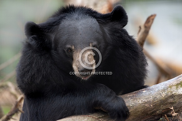 Moon Bear
