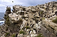 Rockhopper Penguin colony - Falkland Islands