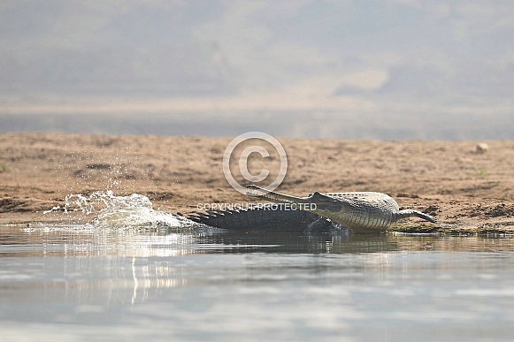 Indian gavial in the nature habitat