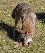 Red Wolf
