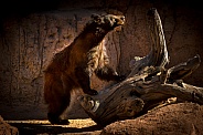 Black Bear Standing by log