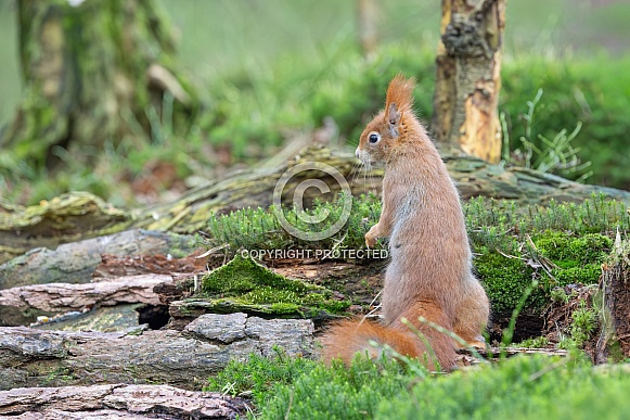 squirrel on the ground in the forest.