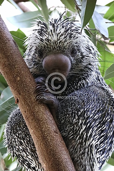 prehensile-tailed porcupine
