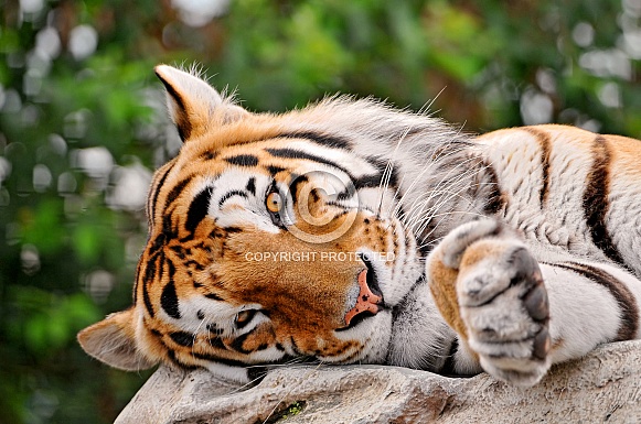 Amur Tiger