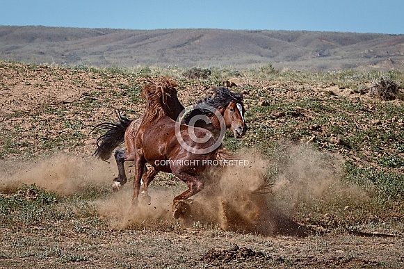 Wild Horse—McCullough Peaks, Wyoming Wild Horse—McCullough Peaks, Wyoming