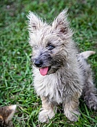 Domestic Dog puppy cairn terrier