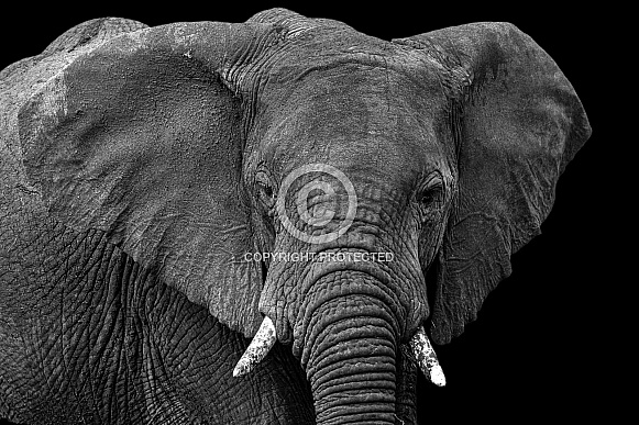 African Bush Elephant