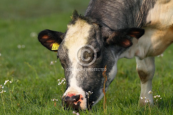 Dutch Cows