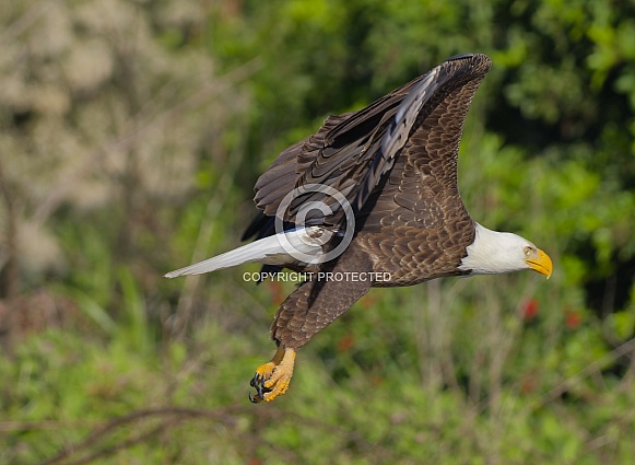 Bald Eagle