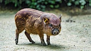 Minipig