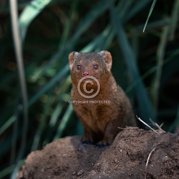 Common Mongoose posing on a dirt mound