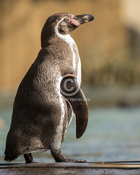 Humboldt Penguin Humboldt Penguin