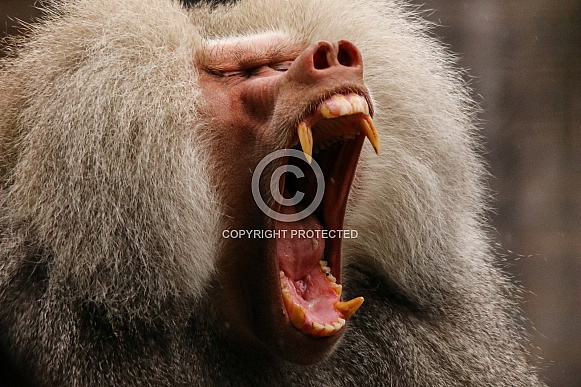 Hamadryas Baboon