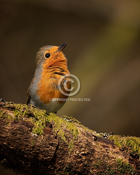 Eurasian Robin