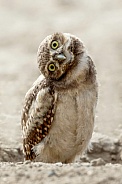 Burrowing Owl--It's All In Your Perspective