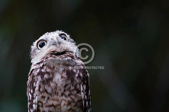 Burrowing owl Burrowing owl