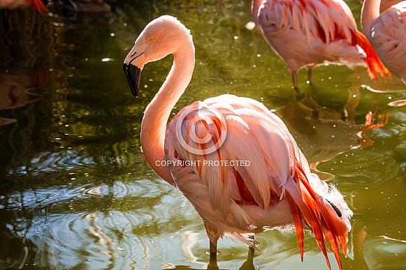 Pink Flamingo