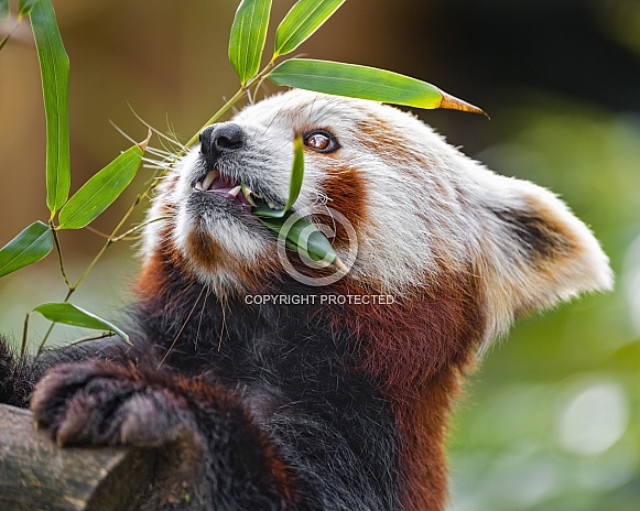Panda eating bamboo Panda eating bamboo