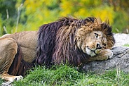 Lion resting