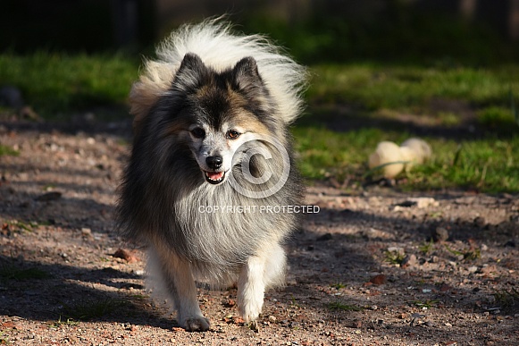 German Spitz Dog
