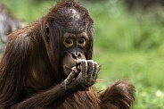 Bornean Orangutan Youngster Sitting Looking At Camera