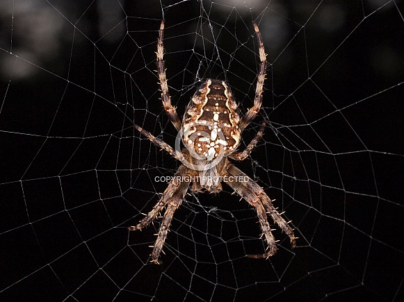 European garden spider (Araneus diadematus) European garden spider (Araneus diadematus)