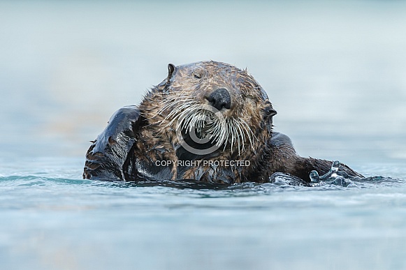 Seaotter at Alaska