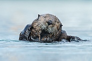 Seaotter at Alaska