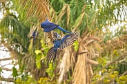 hyacinth macaw close up on a palm tree in the nature habitat