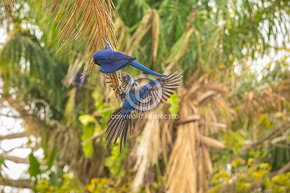 hyacinth macaw close up on a palm tree in the nature habitat hyacinth macaw close up on a palm tree in the nature habitat