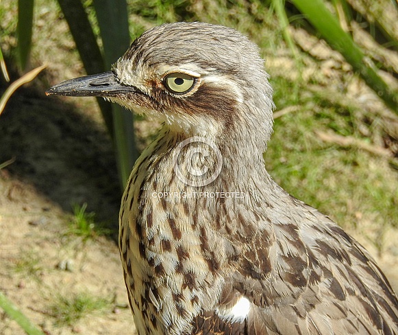 Bush Stone-curlew Bush Stone-curlew