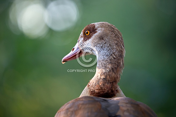 Egyptian goose (Alopochen aegyptiaca)