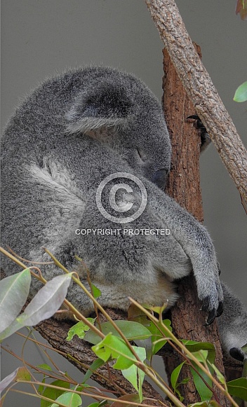 Koala
