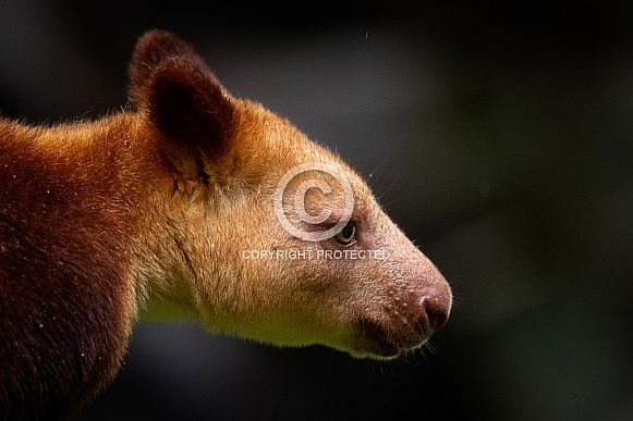 Tree Kangaroo