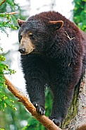 Black Bear