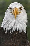 Bald Eagle-Eagle Eye