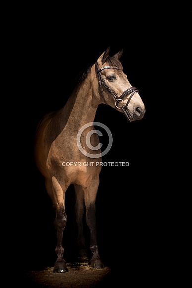 Dun horse on black Dun horse on black