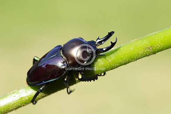 Rainbow stag beetle. Rainbow stag beetle.