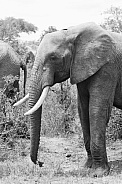 Elephant Profile