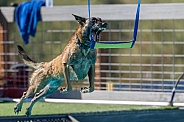 Belgian Malinois trying to grab a toy over the pool