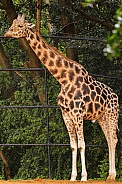 Giraffe Bull