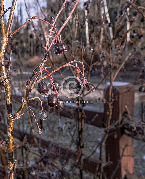 Frozen Chokecherries Still on the Tree in Alaska