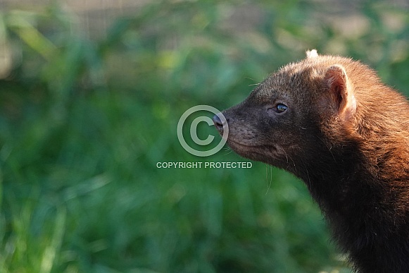 Bush Dog Bush Dog