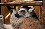 Ringtailed lemur