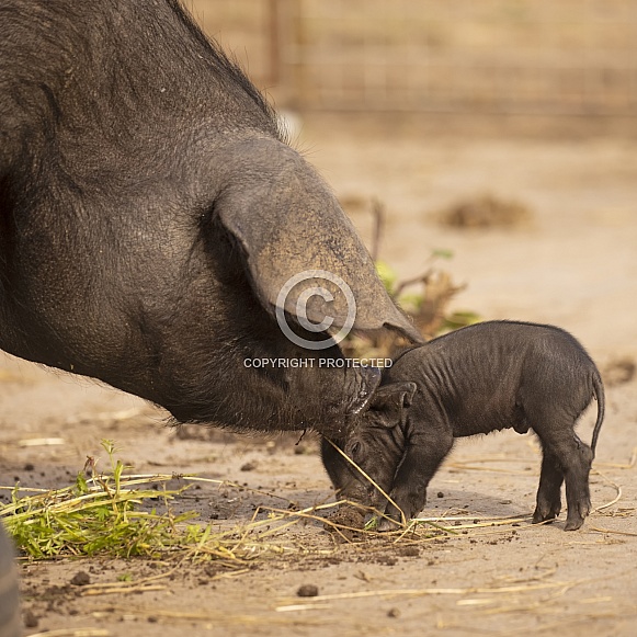 Very Rare Large Black Pig Very Rare Large Black Pig