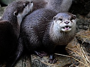 Asian Short-Clawed Otter (Aonyx cinereus)