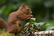 Red Squirrel